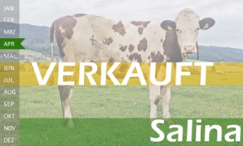 trchtige Fleckvieh Kalbin zu verkaufen, beweidet und ruhig